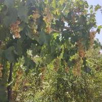 فروش باغ ویلا گلباف
