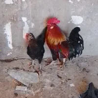 سوسنگرد
