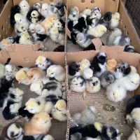 فروش اردک ، جوجه یک هفته ای ، و دو ماهه