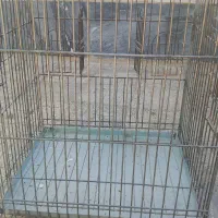 قفس بزرگ حیوانات خانگی