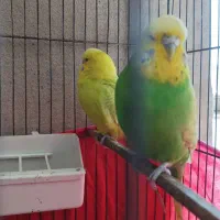 مرغ عشق انگلیسی