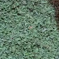 آویشن پهن