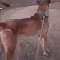 سگ سرابی