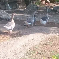 قوغاز  تخم گزار جوان