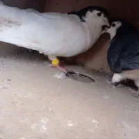 کفتر فروشی مفت پول لازمم فوری