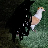 کبوتر های رنگی و پرشی