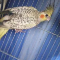 چهار تا عروس هلندی دستی بالغ سه تا نر یکی ماده