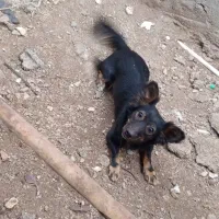 دو عدد تول سگ بوجی