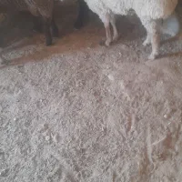 یه بره نر سرحال به فروش میرسد