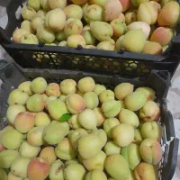 زردآلو نوری