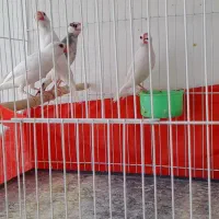 فنچ نرگسی
