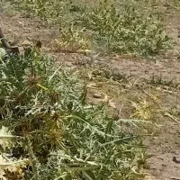 کاه کنگر