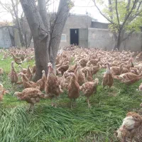 بوقلمون بوربون گله مولد 5 ماهه
