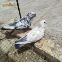 کفتر