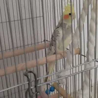 عروس هلندی با قفس