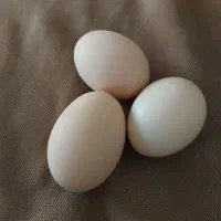تخم مرغ لاری نطفه دار بشرط