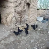 ایام سامانی