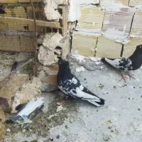 کفتر فروشی قیمت مناسب