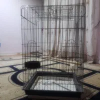 قفس