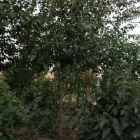 باغچه|فروش دفتر صنعتی، کشاورزی، تجاری|فشاپویه, |دیوار