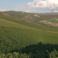 لوبیا قرمز درجه یک