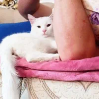 گربه|گربه|ساوه, |دیوار