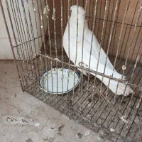 کفتر ماده بفروش میرسد