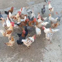 خروس|حیوانات مزرعه|چرداول, |دیوار