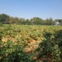 کشمش مخصوص آبگیری