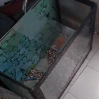 فروش اکواریوم