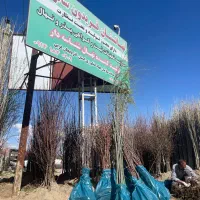 فروش انواع نهال های پربار همراه با شناسنامه