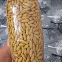پونه|خوردنی و آشامیدنی|نیشابور, شهرک بهداری|دیوار