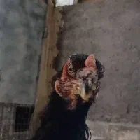 مرغ لاری قلم سیاه
