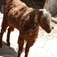 فروش کهره