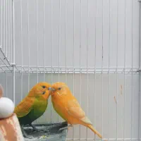 مرغ عشق نر و ماده