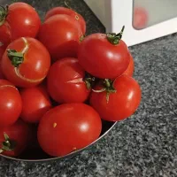 ده کیلو گوجه فروش فوری