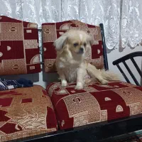 سگ پیکنز