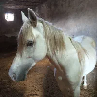 اسب|اسب و تجهیزات اسبسواری|خواجه, |دیوار