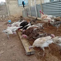 بوقلمون