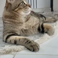 گمشده dsh نر نقره ۶ساله