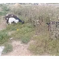 بز و قوچ
