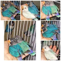 جوجه طوطی کوتوله برزیلی