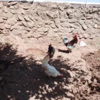 مرغ وخروس محلی