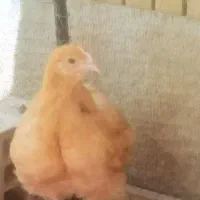 جوجه و نیمچه مرغ خروس اورپینگتون