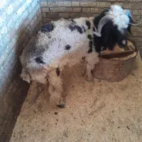 گوسفندقوچ درجه یک