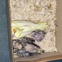 عروس هلندی مخصوص دستی کردن سخنگو کردن