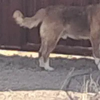 سگ بیصاحب درآبسرد