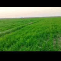 کرایه زمین کشاورزی