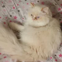 جفت یابی|گربه|رشت, پیرکلاچای|دیوار