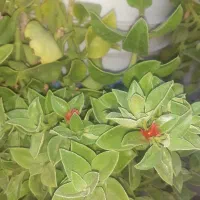 گل ناز (گل یخ)و نخل مرداب